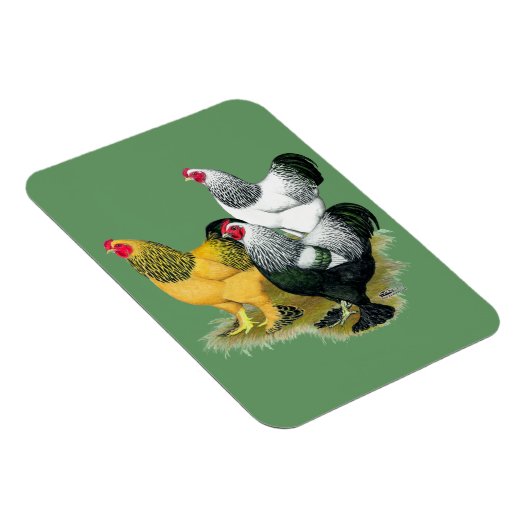Brahmas Drie Roosters Magneet (Rechterzijde)