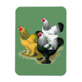 Brahmas Drie Roosters Magneet (Verticaal)
