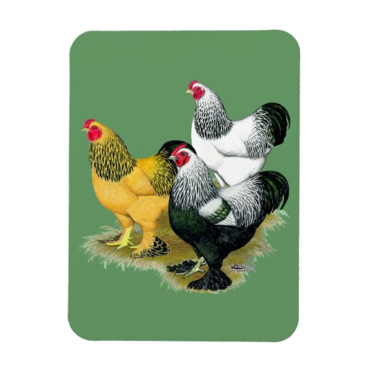 Brahmas Drie Roosters Magneet (Verticaal)