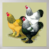 Brahmas Drie Roosters Poster (Voorkant)