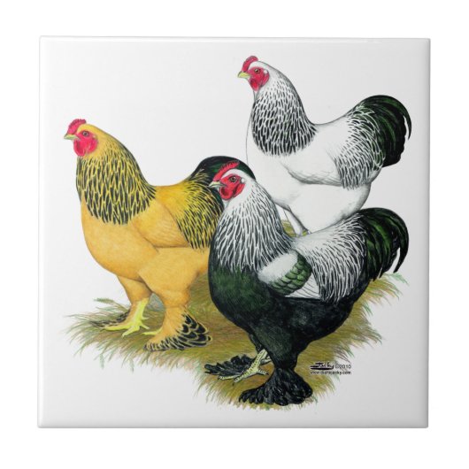 Brahmas Drie Roosters Tegeltje (Voorkant)
