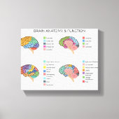 Brain Anatomie Canvas Afdruk (Voorkant)