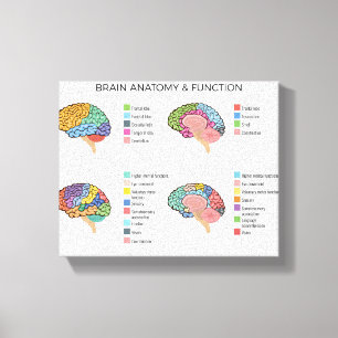 Brain Anatomie Canvas Afdruk