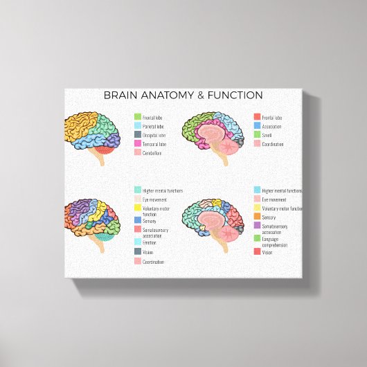 Brain Anatomie Canvas Afdruk (Voorkant)