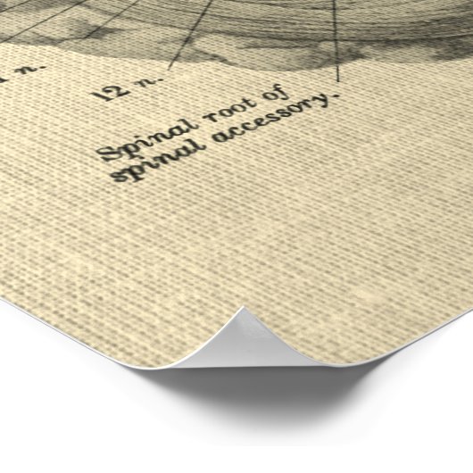 Brain Anatomy Art #1 met Cream Achtergrond Poster (Hoek)