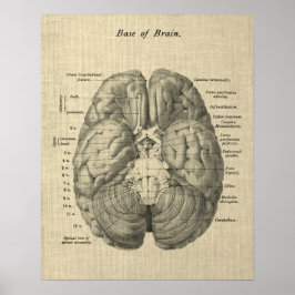 Brain Anatomy Art #1 met Cream Achtergrond Poster