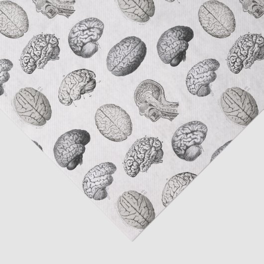 Brain Anatomy Biology Illustrations Tissuepapier (Detail)