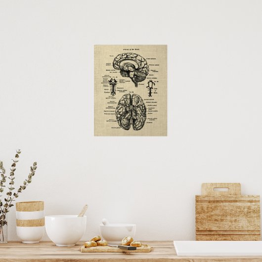 Brain Anatomy No. 4 Cream Achtergrond Poster (Keuken)