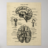 Brain Anatomy No. 4 Cream Achtergrond Poster (Voorkant)