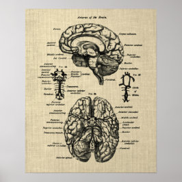 Brain Anatomy No. 4 Cream Achtergrond Poster