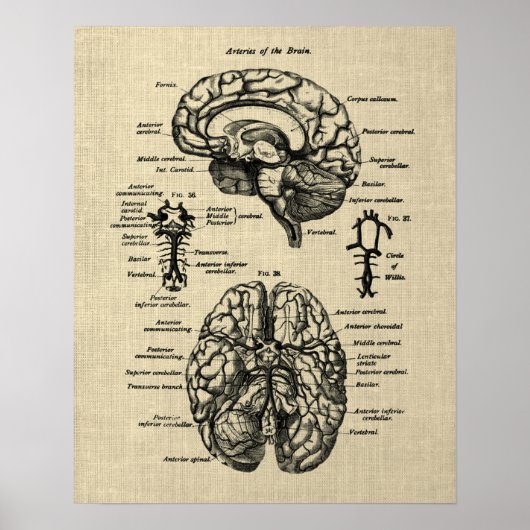 Brain Anatomy No. 4 Cream Achtergrond Poster (Voorkant)