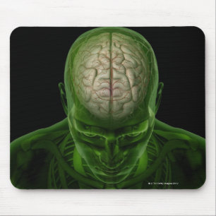 Brain Arteries Muismat