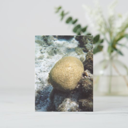 Brain Coral Photo Briefkaart (Staand voorkant)