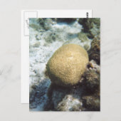 Brain Coral Photo Briefkaart (Voorkant / Achterkant)