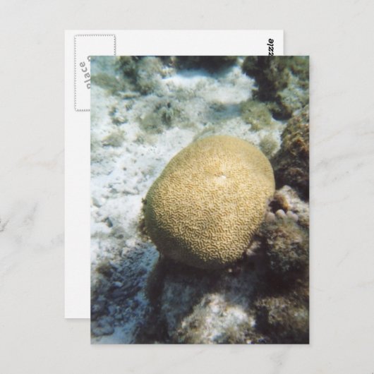 Brain Coral Photo Briefkaart (Voorkant / Achterkant)