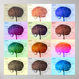 Brain/Kleur Poster