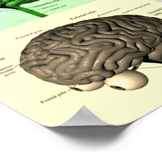 Brain/Kleur Poster (Hoek)