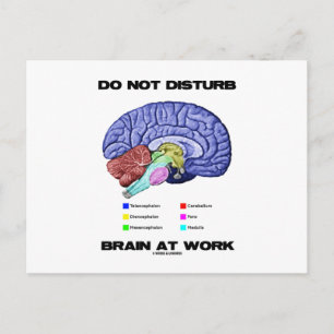 Brain op het werk niet storen (anatomische Humor) Briefkaart