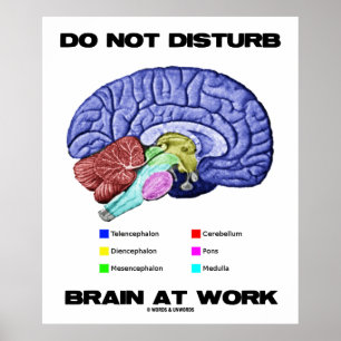 Brain op het werk niet storen (anatomische Humor) Poster