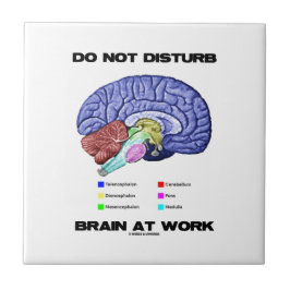 Brain op het werk niet storen (anatomische Humor) Tegeltje