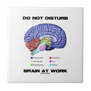 Brain op het werk niet storen (anatomische Humor) Tegeltje