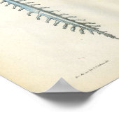 Brain & Spinal Cord Anatomy Print (Hoek)