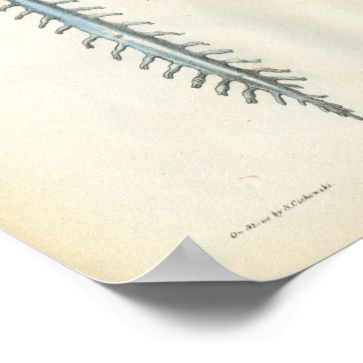 Brain & Spinal Cord Anatomy Print (Hoek)