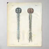 Brain & Spinal Cord Anatomy Print (Voorkant)