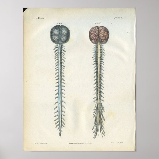 Brain & Spinal Cord Anatomy Print (Voorkant)