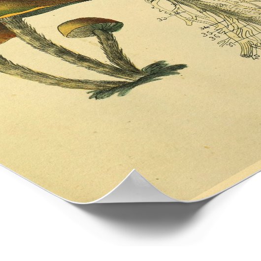 Brain Spinal Nerves Anatomie Mushrooms Kunst Afdru Poster (Hoek)