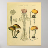 Brain Spinal Nerves Anatomie Mushrooms Kunst Afdru Poster (Voorkant)
