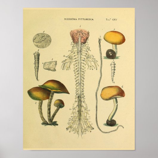 Brain Spinal Nerves Anatomie Mushrooms Kunst Afdru Poster (Voorkant)