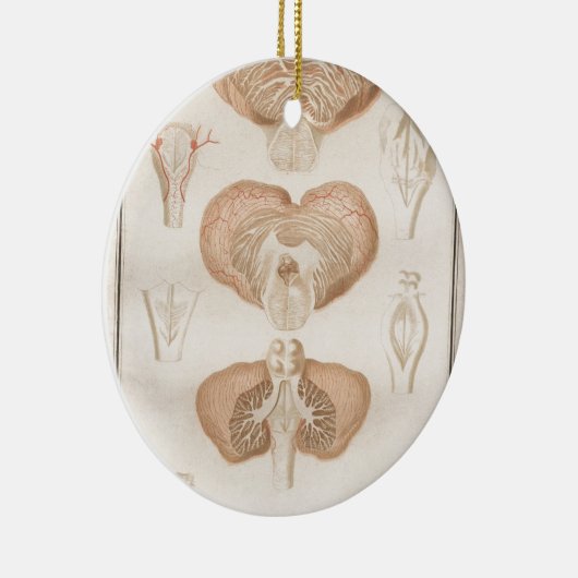 Brain Three - Neuroanatomie Keramisch Ornament (Rechts)