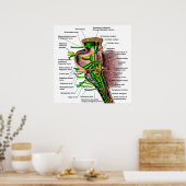 Brainstam met de oorsprong van de verschillende ze poster (Keuken)