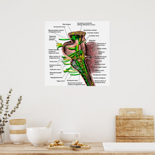 Brainstam met de oorsprong van de verschillende ze poster (Keuken)