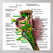 Brainstam met de oorsprong van de verschillende ze poster (Voorkant)