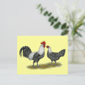 Brakel Chickens Briefkaart (Staand voorkant)