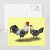 Brakel Chickens Briefkaart (Voorkant / Achterkant)
