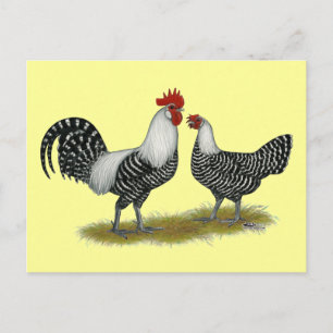 Brakel Chickens Briefkaart