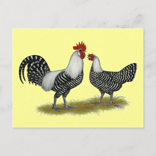 Brakel Chickens Briefkaart (Voorkant)