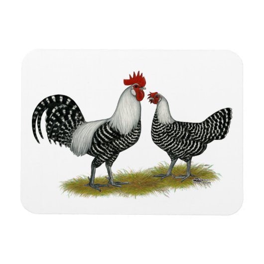 Brakel Chickens Magneet (Horizontaal)