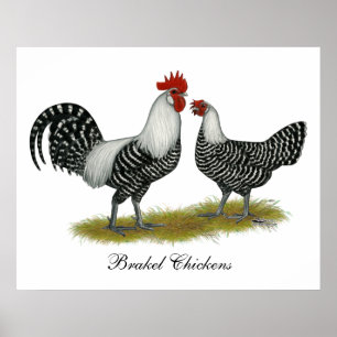 Brakel Chickens Poster