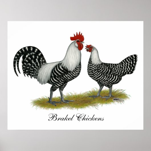 Brakel Chickens Poster (Voorkant)