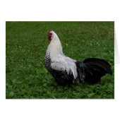 Brakel Hahn (Voorkant Horizontaal)