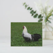 Brakel Hahn Briefkaart (Staand voorkant)