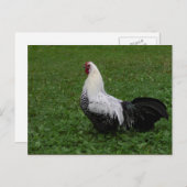 Brakel Hahn Briefkaart (Voorkant / Achterkant)