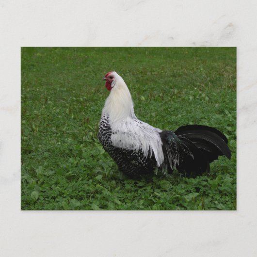 Brakel Hahn Briefkaart (Voorkant)