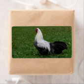 Brakel Hahn Etiket (Insitu)