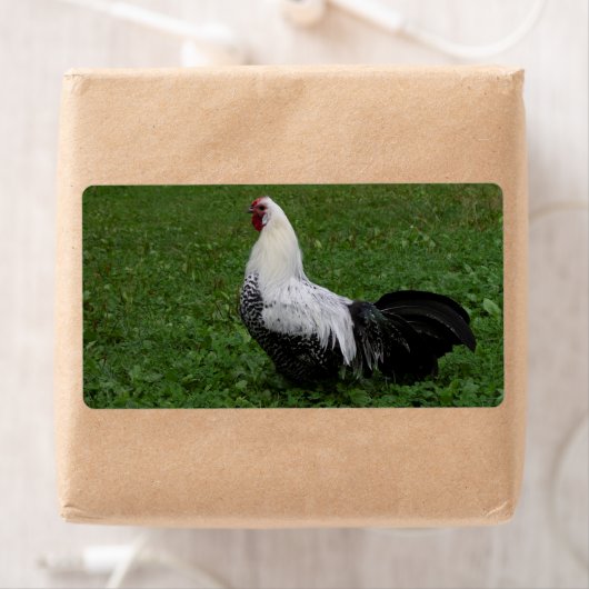 Brakel Hahn Etiket (Insitu)