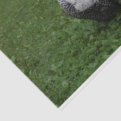 Brakel Hahn Tissuepapier (Detail)